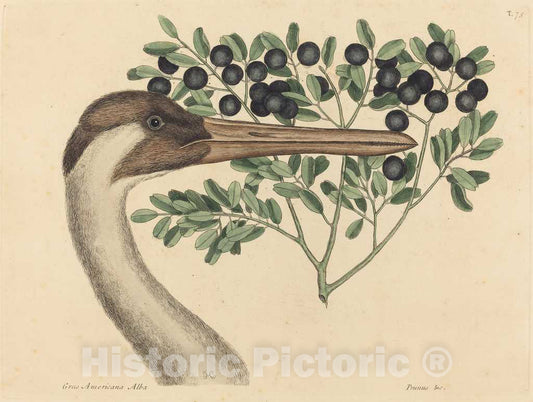 Art Print : Mark Catesby, The Hooping Crane (Ardea Americana), 1731-1743 - Vintage Wall Art
