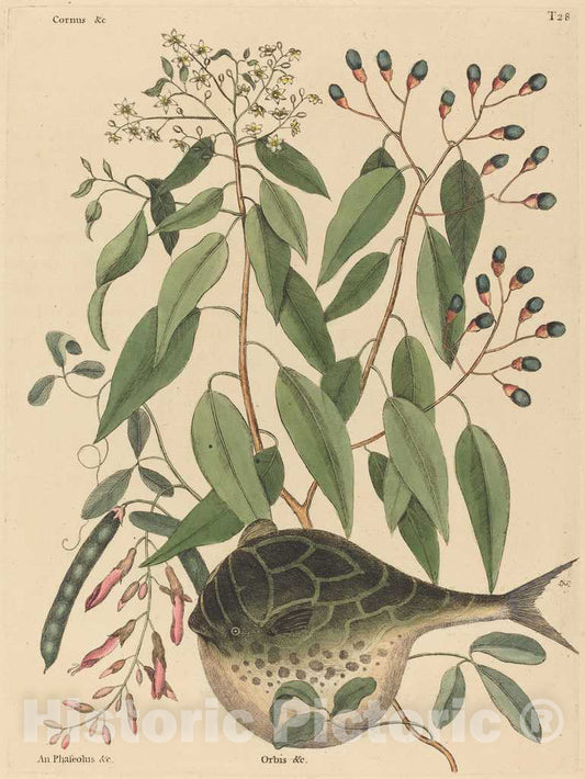 Art Print : Mark Catesby, The Globe Fish (Tetrodon lagocephalus), 1731-1743 - Vintage Wall Art