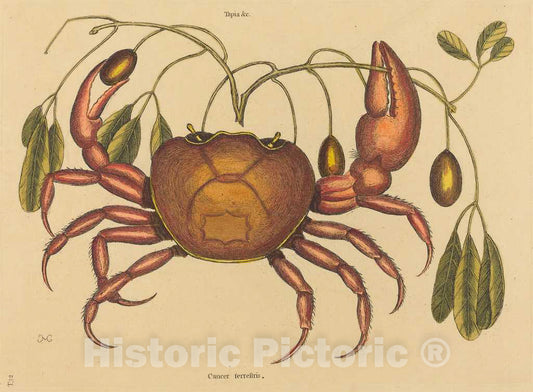 Art Print : Mark Catesby, The Land-Crab (Cancer ruricola), 1731-1743 - Vintage Wall Art