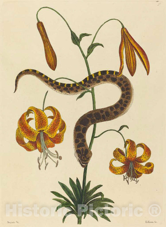 Art Print : Mark Catesby, The Hog-Nose Snake (Boa contortrix), 1731-1743 - Vintage Wall Art