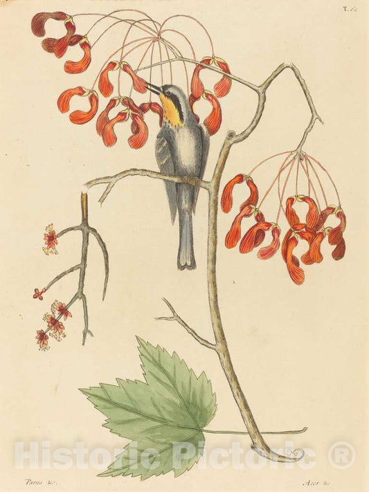 Art Print : Mark Catesby, The Yellow Throated Creeper, 1754 - Vintage Wall Art