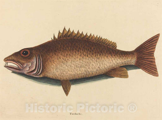 Art Print : Mark Catesby, The Mangrove Snapper (Labrus griseus), 1754 - Vintage Wall Art