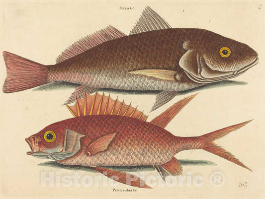 Art Print : Mark Catesby, The Croker (Perca undulata), 1731-1743 - Vintage Wall Art