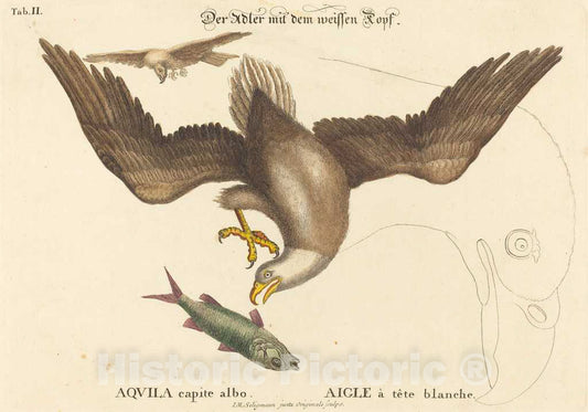 Art Print : Seligmann After Catesby, The Bald Eagle (Falco leucocephalus), c.1753 - Vintage Wall Art