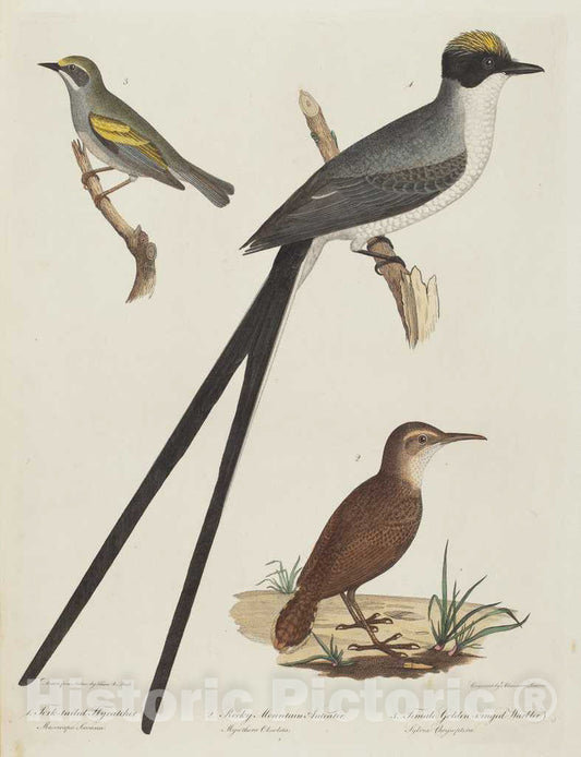 Art Print : Lawson After Titian Ramsay Peale, Fork-Tailed Flycatcher, Rocky Mountain Anteater, and Female Golden-Winged Warbler - Vintage Wall Art