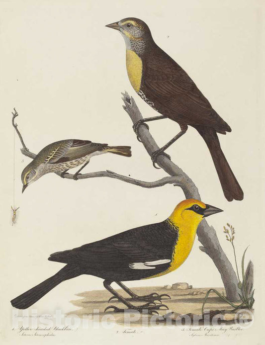 Art Print : Lawson After Titian Ramsay Peale, Yellow-Headed Blackbird, Female Blackbird, and Female Cape May Warbler - Vintage Wall Art