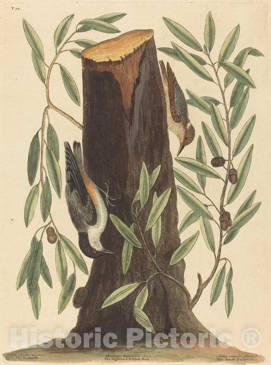 Art Print : Mark Catesby, The Nuthatch (Sitta Europaea), 1754 - Vintage Wall Art