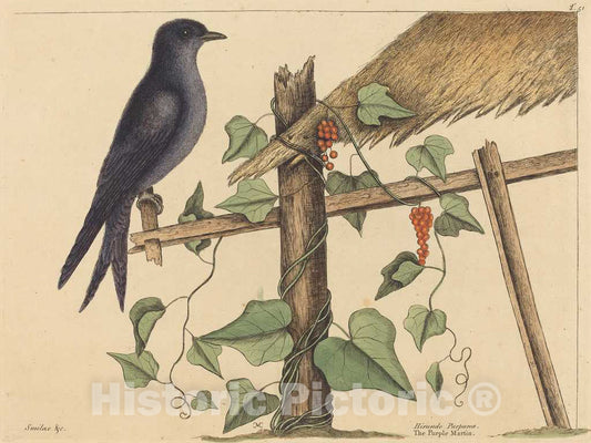 Art Print : Mark Catesby, The Purple Martin (Hirundo purpurea), 1731-1743 - Vintage Wall Art