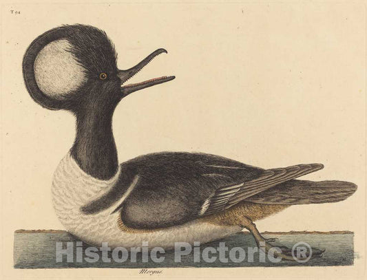 Art Print : Mark Catesby, The Round Crested Duck (Mergus cucullatus), 1731-1743 - Vintage Wall Art