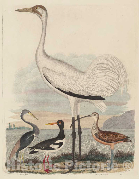 Art Print : G. Warnicke After Wilson, Louisiana Heron, Pied Oyster-Catcher, Hooping Crane, and Long-Billed Curlew, 1808-1814 - Vintage Wall Art