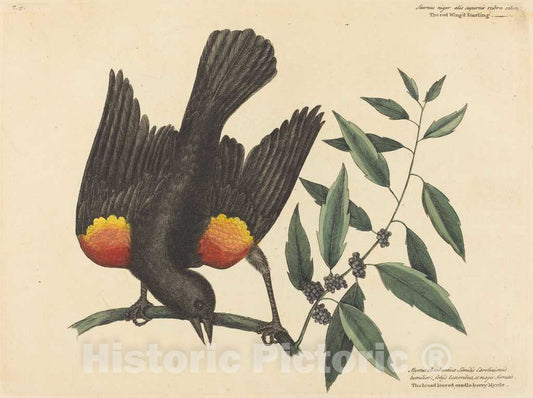 Art Print : Mark Catesby, The Red Winged Starling (Oriolus phoeniceus), 1754 - Vintage Wall Art