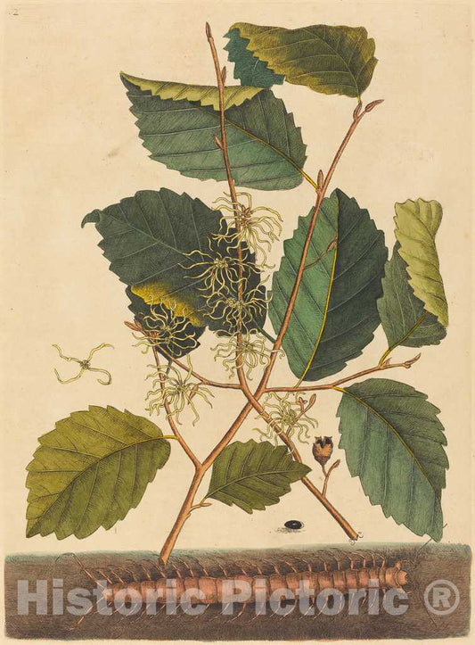 Art Print : Mark Catesby, Centipede (Scolopendra morsitans), 1731-1743 - Vintage Wall Art