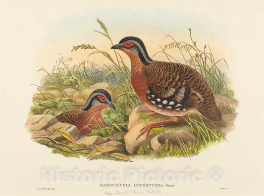 Art Print : Gould and W. Hart, Rufous-Breasted Bamboo Partridge (Bambusicola Hyperythra) - Vintage Wall Art