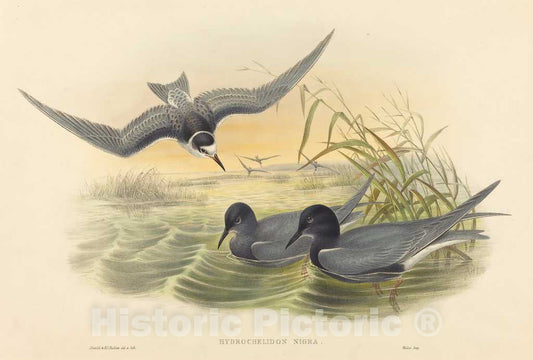 Art Print : Gould and H.C. Richter, Hydrochelidon nigra - Vintage Wall Art