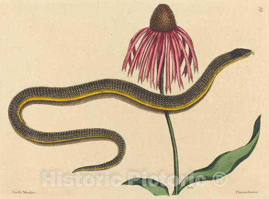 Art Print : Mark Catesby, The Glass Snake (Anguis ventralis), 1731-1743 - Vintage Wall Art