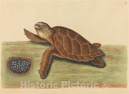 Art Print : Mark Catesby, The Hawks-Bill Turtle (Testudo caretta), 1731-1743 - Vintage Wall Art