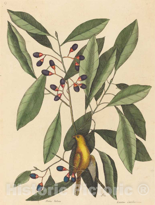 Art Print : Mark Catesby, The Yellow Titmouse (Motacilla Trochilus), 1754 - Vintage Wall Art
