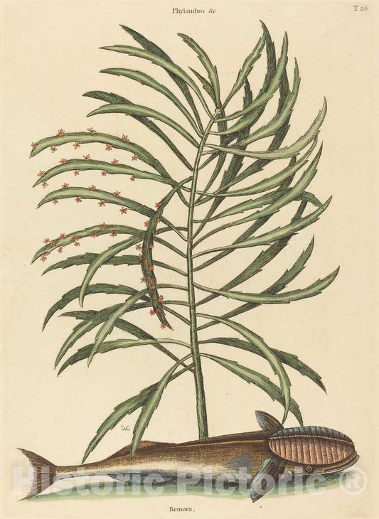 Art Print : Mark Catesby, The Sucking Fish (Echeneis naucratis), 1731-1743 - Vintage Wall Art