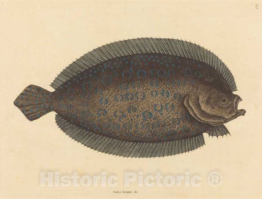 Art Print : Mark Catesby, The Sole (Pleuronectes lunatus), 1731-1743 - Vintage Wall Art