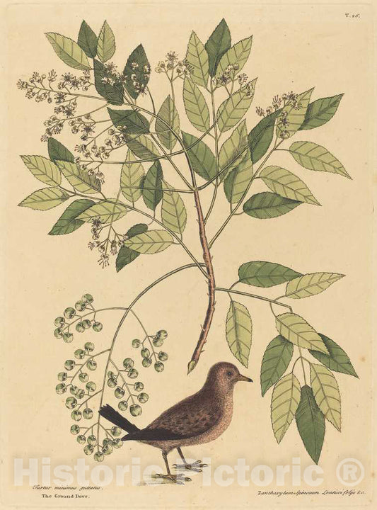 Art Print : Mark Catesby, The Ground Dove (Columba passerina), 1731-1743 - Vintage Wall Art