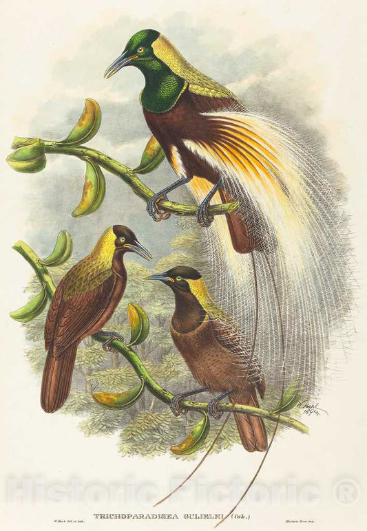 Art Print : Hart, Trichoparadisea Gulielmi, 1875-1888 - Vintage Wall Art