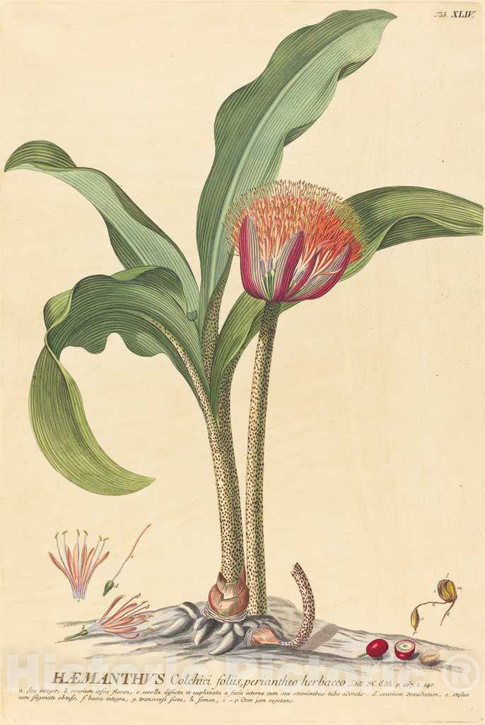 Art Print : Haid After Ehret, Haemanthus, 1750-1773 - Vintage Wall Art