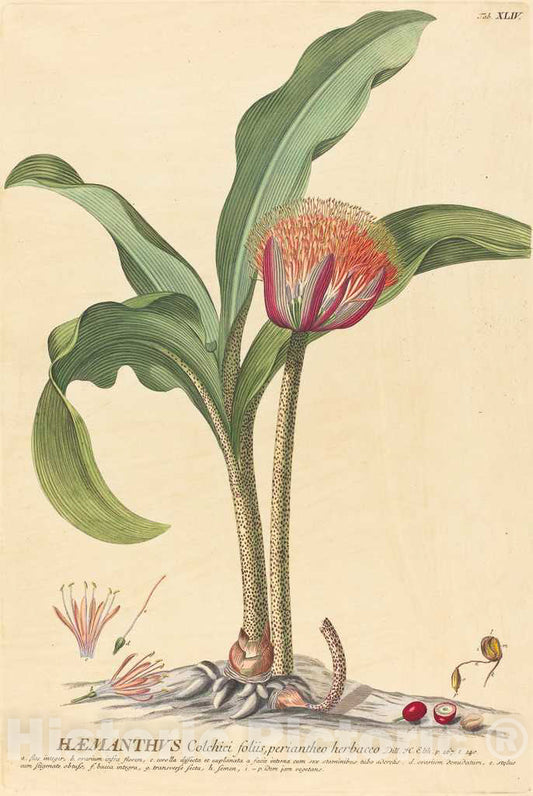 Art Print : Haid After Ehret, Haemanthus, 1750-1773 - Vintage Wall Art
