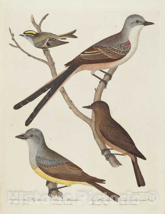 Art Print : Lawson After Titian Ramsay Peale, Swallow-Tailed Flycatcher, Arkansas Flycatcher, Say's Flycatcher, and Female Golden-Crested Wren - Vintage Wall Art