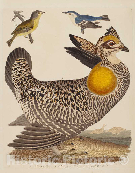 Art Print : Lawson After Wilson, Pinnated Grous, Blue-Green Warbler, and Nashville Warbler, 1808-1814 - Vintage Wall Art