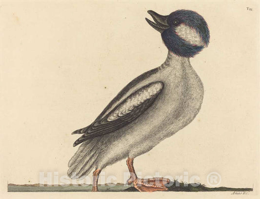 Art Print : Mark Catesby, The Buffel's Head Duck (Anas bucephala), 1731-1743 - Vintage Wall Art