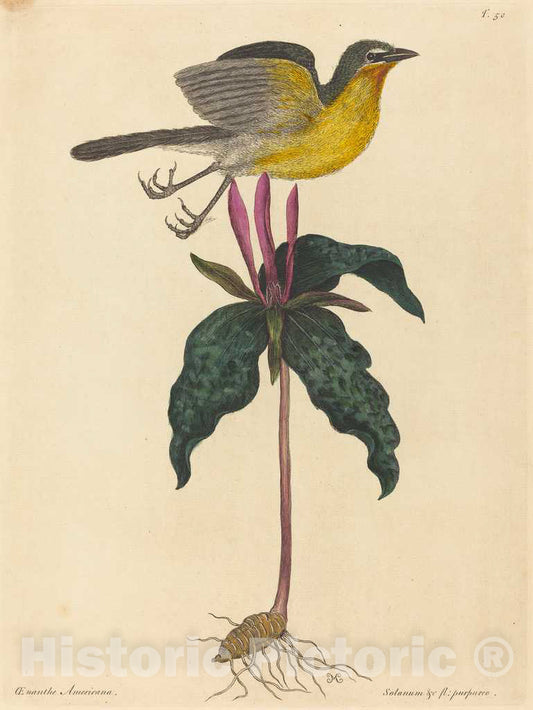 Art Print : Mark Catesby, The Yellow-Breasted Chat, 1754 - Vintage Wall Art