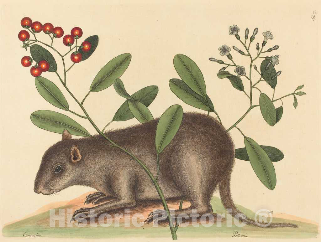 Art Print : Mark Catesby, The Bahama Coney (Mus Monax), 1754 - Vintage Wall Art