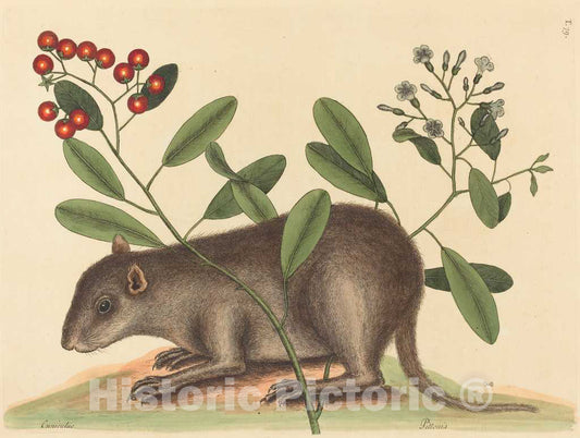Art Print : Mark Catesby, The Bahama Coney (Mus Monax), 1754 - Vintage Wall Art