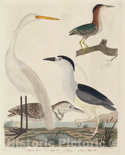 Art Print : G. Warnicke After Wilson, Green Heron, Night Heron, Young Heron, and Great White Heron, 1808-1814 - Vintage Wall Art