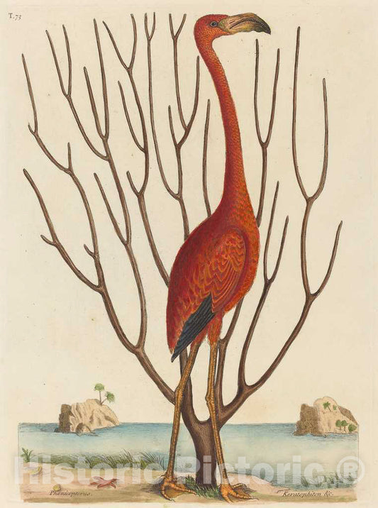 Art Print : Mark Catesby, The Flamingo (Phoenicopterus Ruber), 1731-1743 - Vintage Wall Art