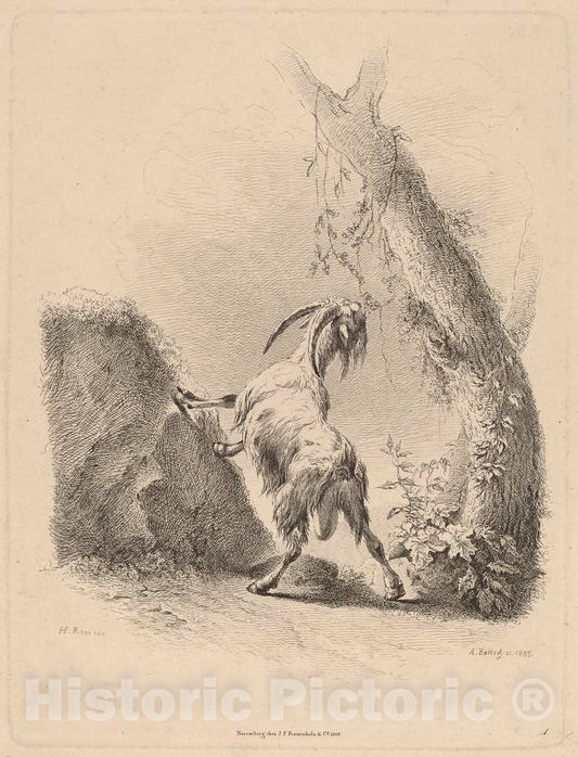 Art Print : Adam von Bartsch, Goat in a Landscape, 1805 - Vintage Wall Art
