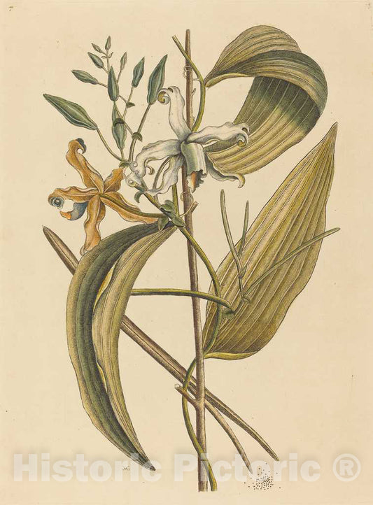 Art Print : Mark Catesby, The Vanelloe (Epidendrum Vanilla), 1731-1743 - Vintage Wall Art