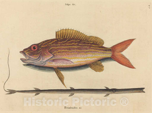 Art Print : Mark Catesby, The Lane-Snapper (Sparus synagris), 1731-1743 - Vintage Wall Art