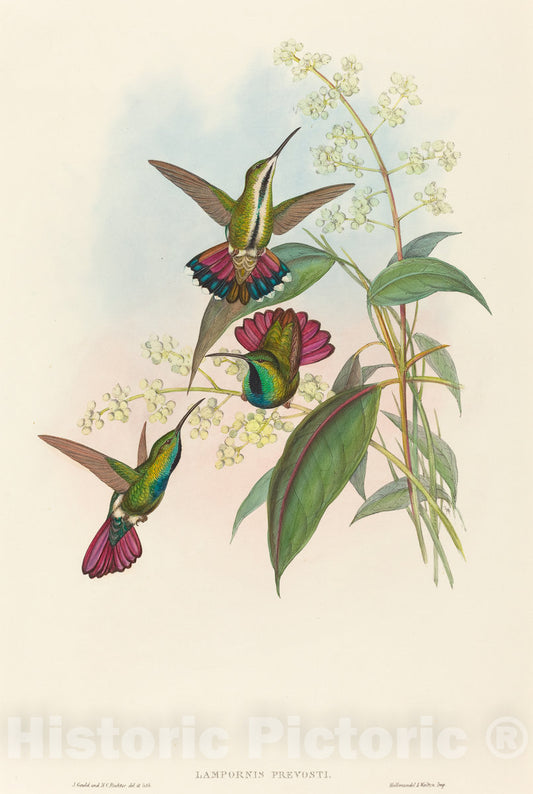 Art Print : Gould and H.C. Richter, Lampornis prevosti - Vintage Wall Art