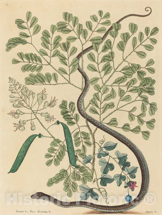 Art Print : Mark Catesby, The Spotted Ribbon Snake (Coluber nebulosus?), 1731-1743 - Vintage Wall Art