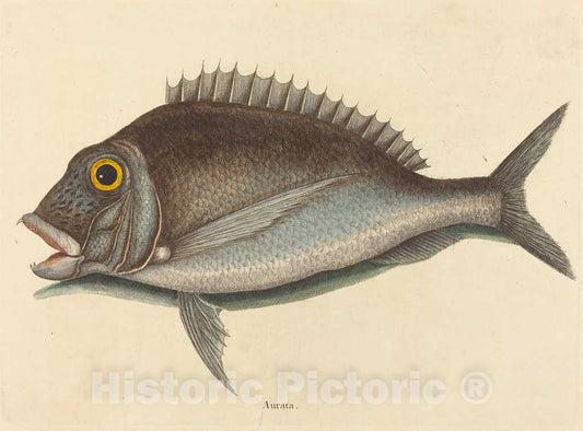Art Print : Mark Catesby, The Porgy (Sparus chrysops), 1754 - Vintage Wall Art