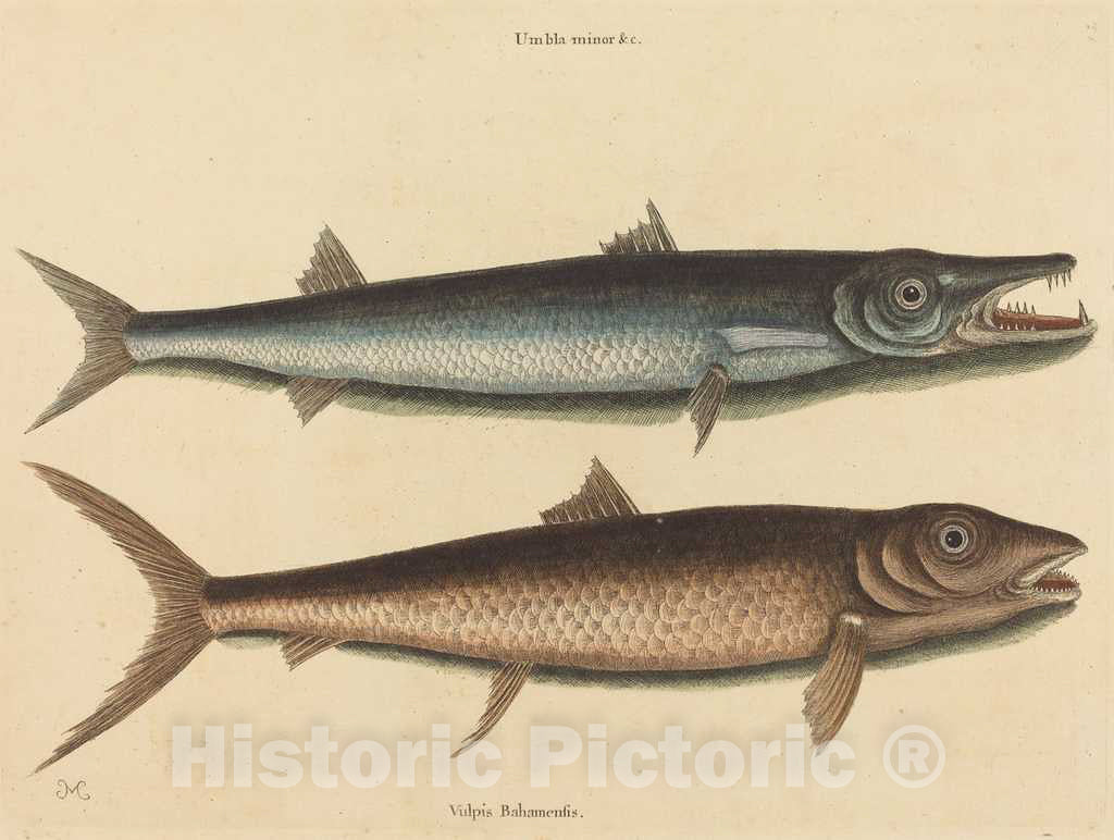 Art Print : Mark Catesby, The Barracuda (Esox Barracuda), 1754 - Vintage Wall Art
