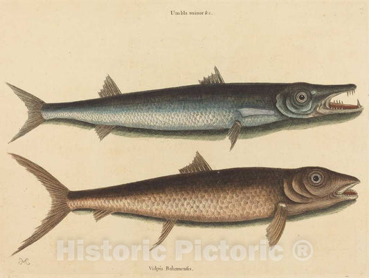 Art Print : Mark Catesby, The Barracuda (Esox Barracuda), 1754 - Vintage Wall Art