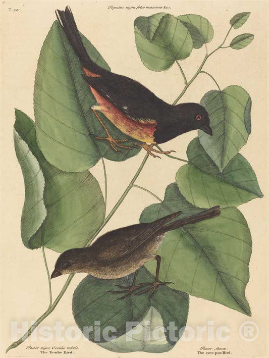 Art Print : Mark Catesby, The Towhe Bird (Fringilla erythrophthalma), 1754 - Vintage Wall Art