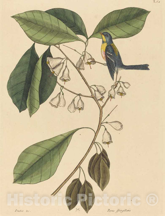 Art Print : Mark Catesby, The Finch Creeper (Parus americanus), 1731-1743 - Vintage Wall Art