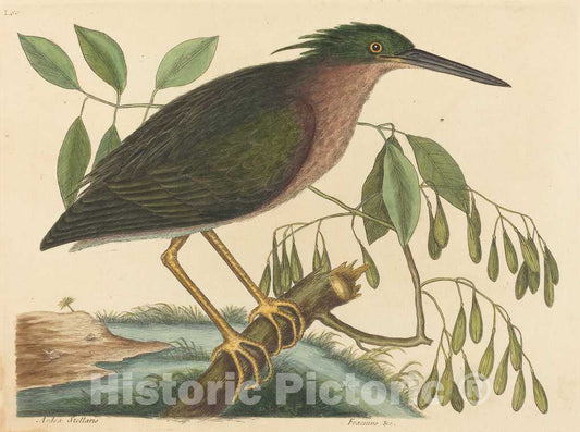 Art Print : Mark Catesby, The Small Bittern (Ardea virescens), 1754 - Vintage Wall Art