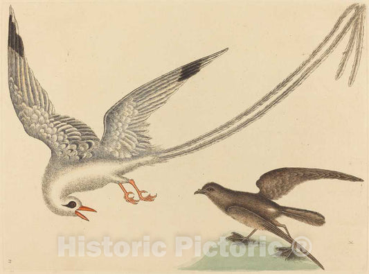 Art Print : Mark Catesby, The Viper-Mouth (Silurus cataphractus), 1731-1743 - Vintage Wall Art