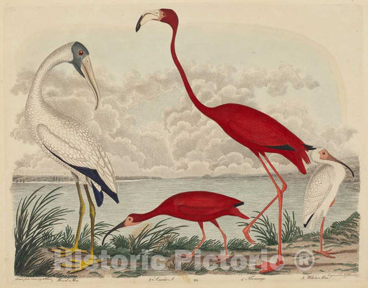 Art Print : G. Warnicke After Wilson, Wood Ibis, Scarlet Ibis, Flamingo, and White Ibis, 1808-1814 - Vintage Wall Art