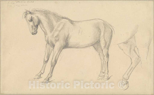 Art Print : William Strutt, Studies of a Pony - Vintage Wall Art