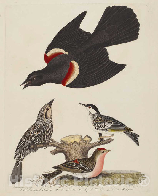Art Print : Lawson After Wilson, Red-Winged Starling, Female Red-Winged Starling, Black-poll Warbler, and Lesser Red-poll, 1808-1814 - Vintage Wall Art